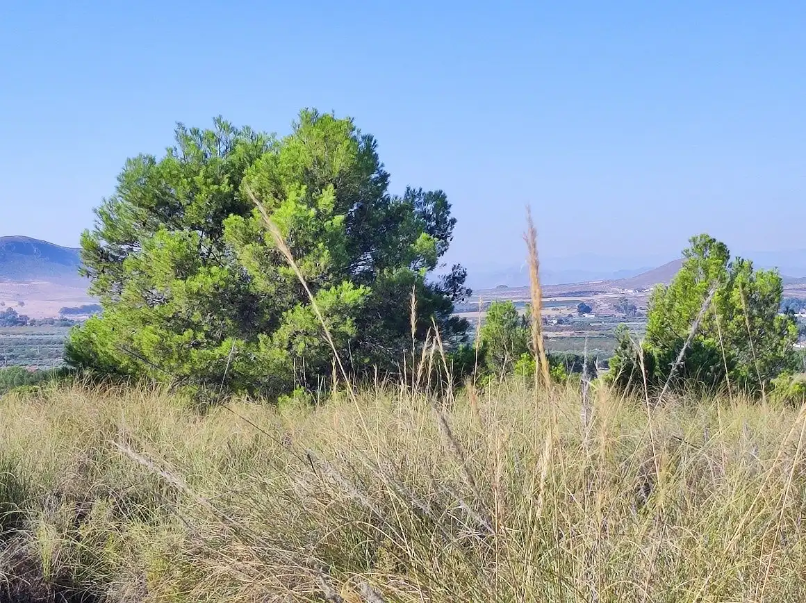 Finca rústica en venda en Tobarra amb Jardí privat, Terrassa i Traster