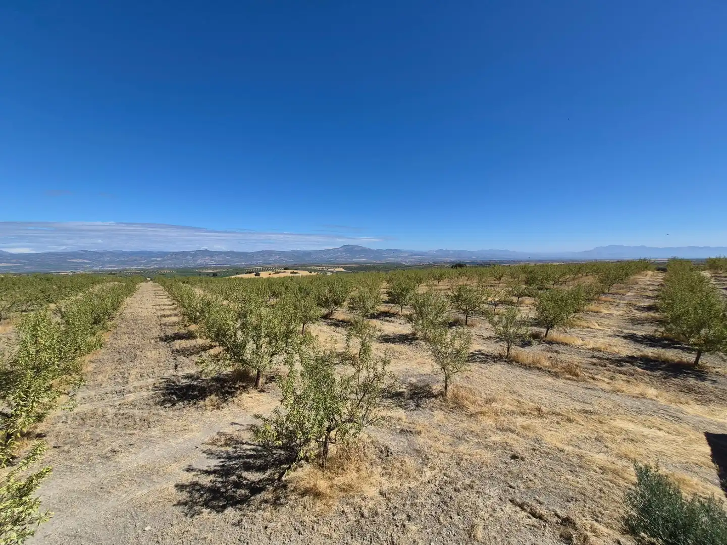 Terreny rústic en venda a Alhama de Granada, imagen 16