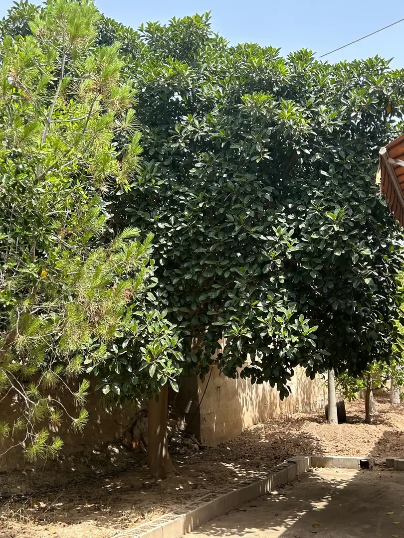 Jardí de Casa o xalet en venda en San Vicente del Raspeig / Sant Vicent del Raspeig amb Aire condicionat, Calefacció i Jardí privat