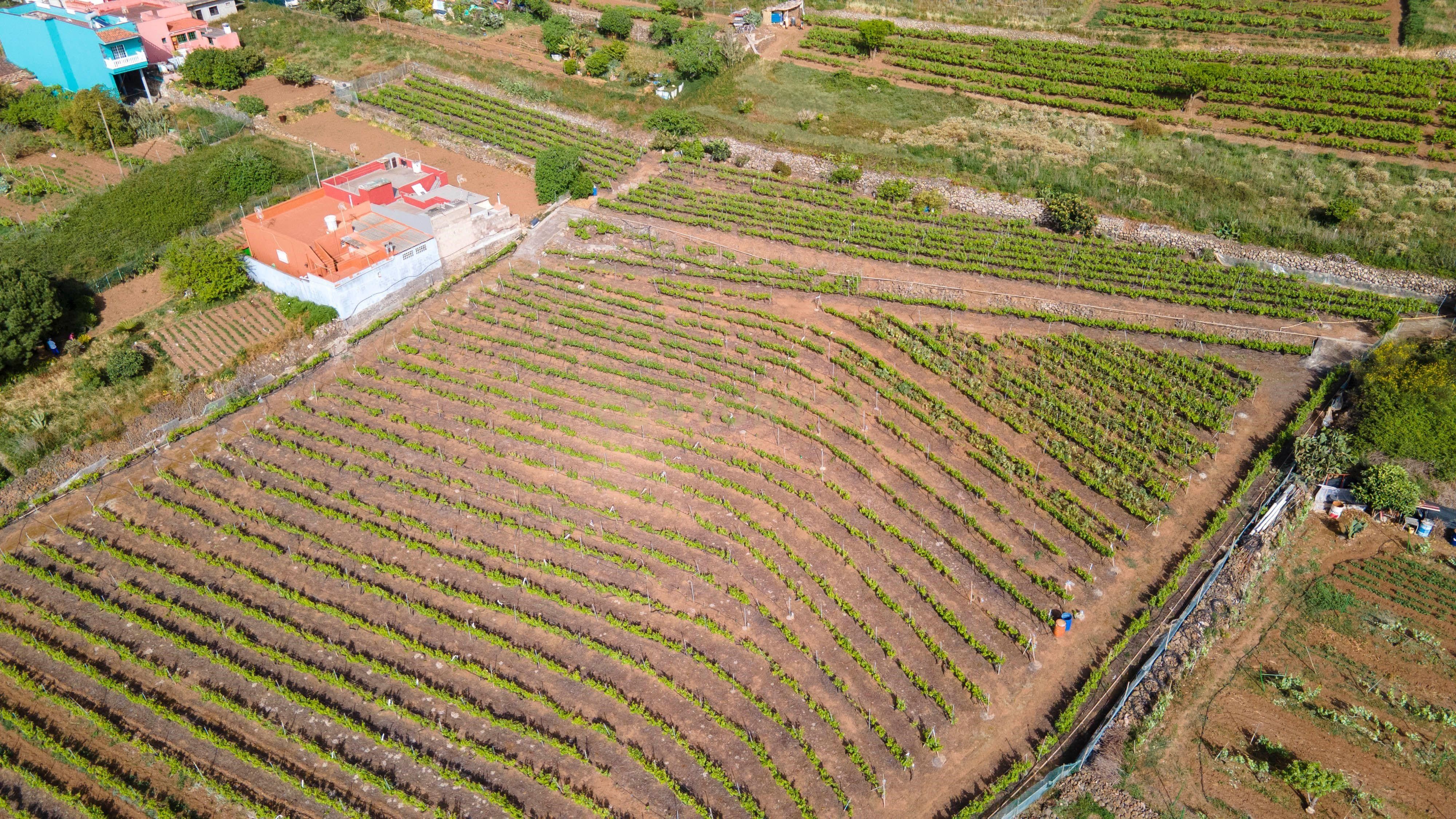 Casa o xalet en venda a Tacoronte - Los Naranjeros