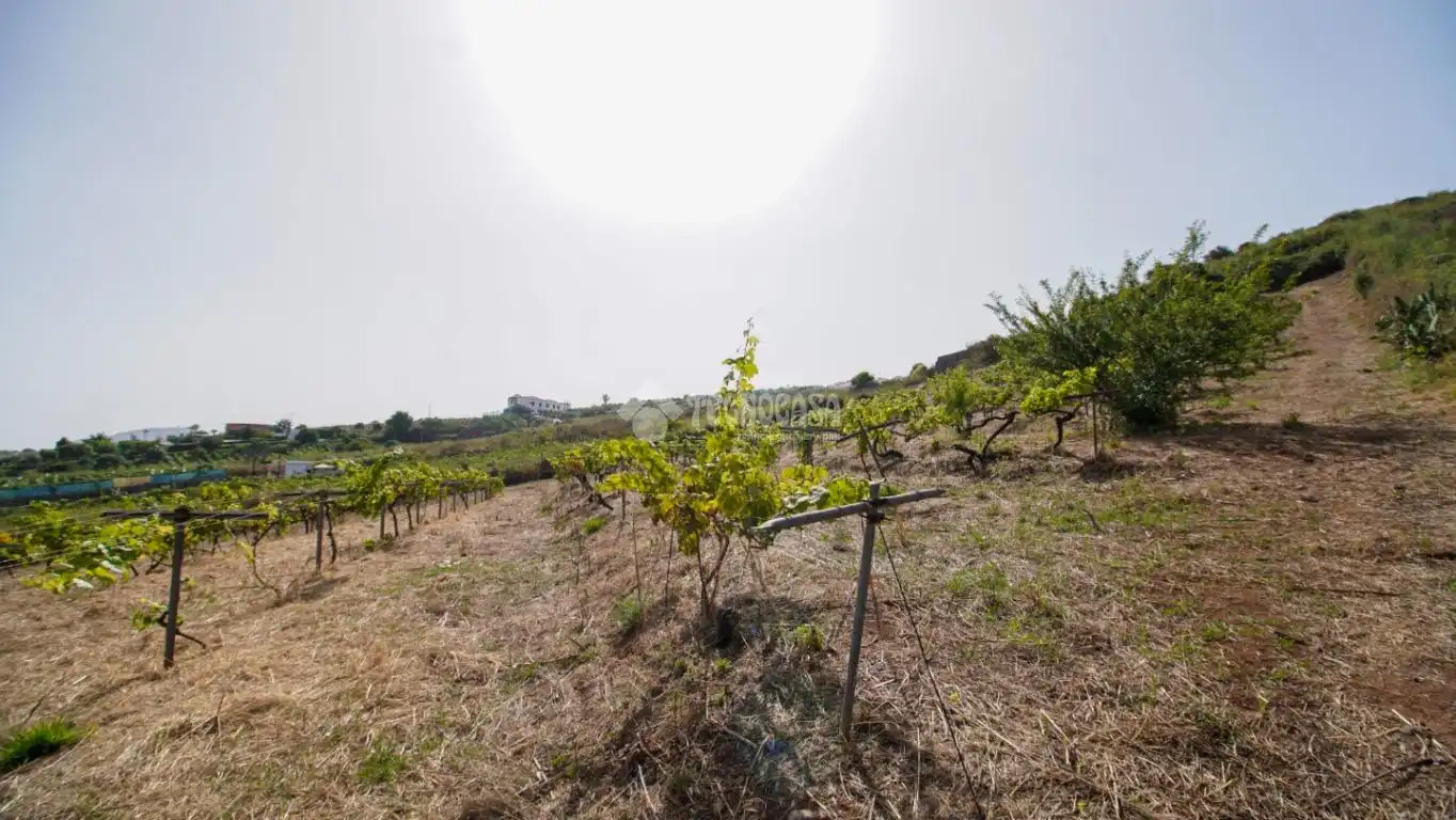 Finca rústica en venta en El Sauzal