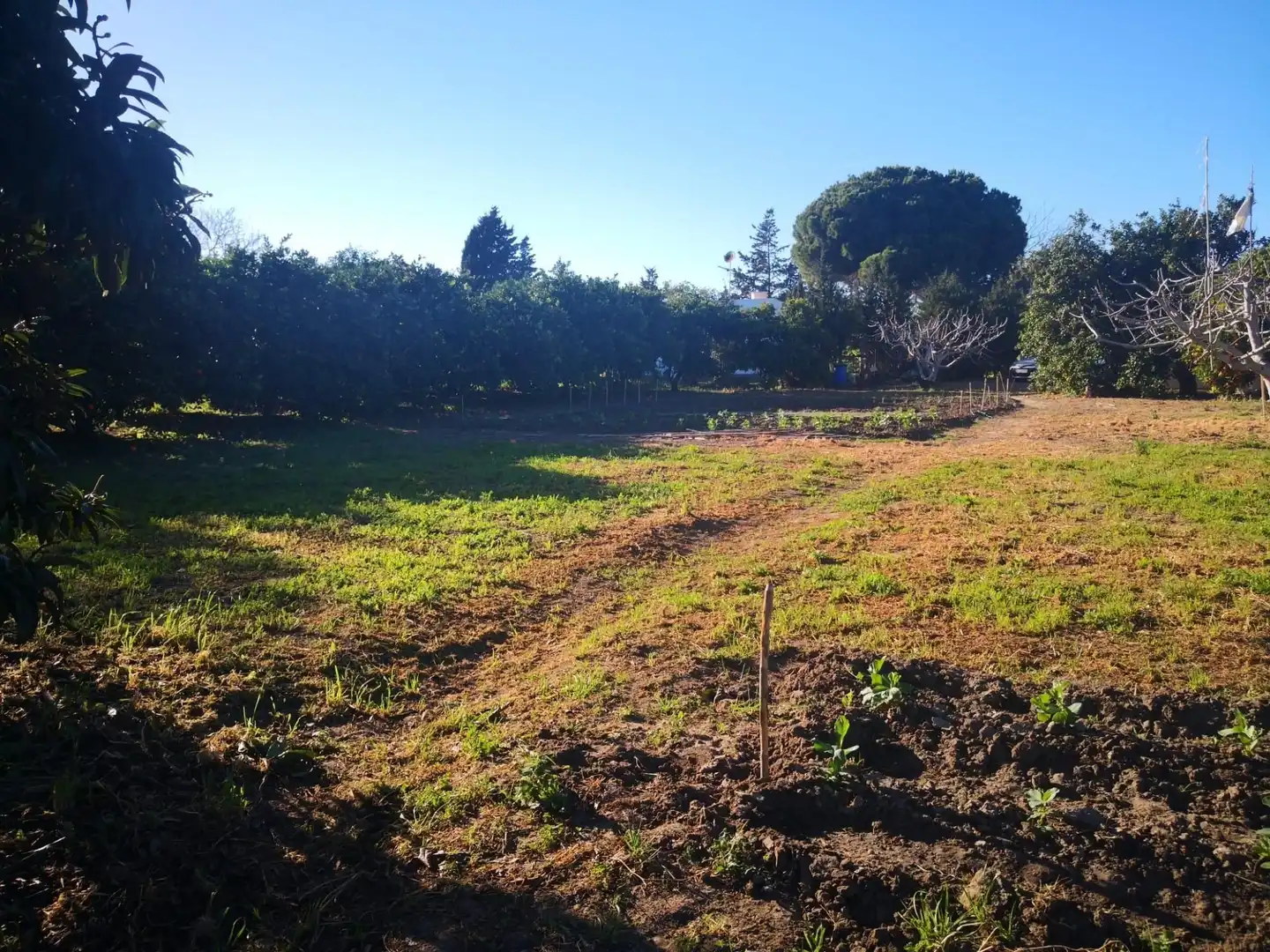 Terreno rustico in vendita a Barbate ciudad, imagen 3
