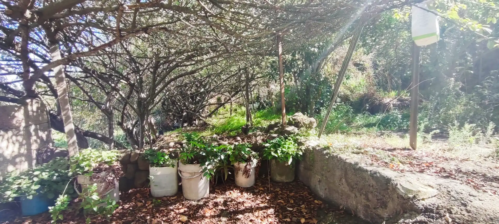 Jardín de Casa o chalet en venta en Icod de los Vinos con Jardín privado y Terraza