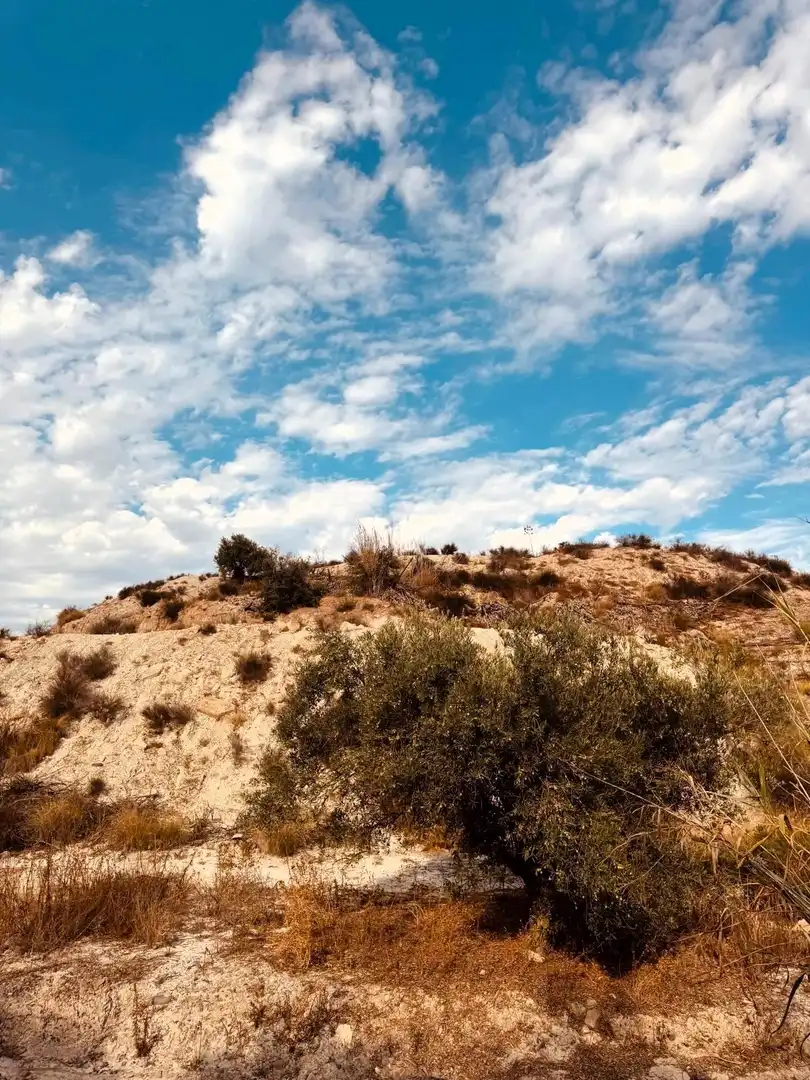 Terrain rustique à vendre à Campo de Murcia, imagen 12