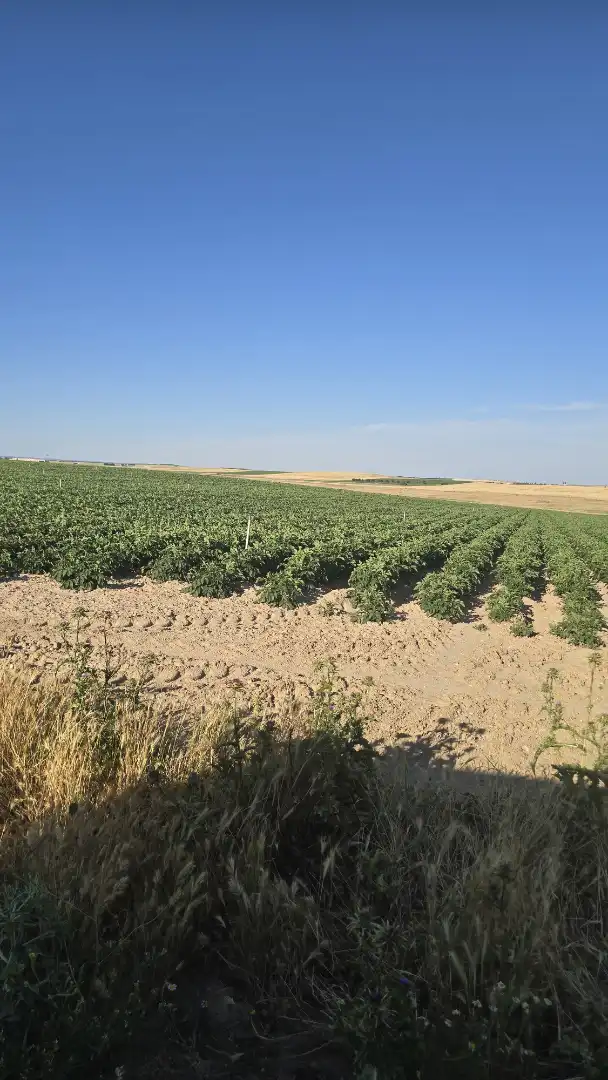 Terreno rustico in vendita a Ontígola, imagen 4