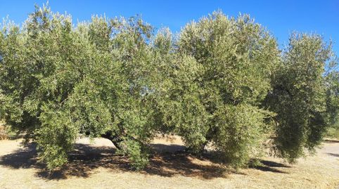 ESTUPENDA FINCA DE OLIVAR
