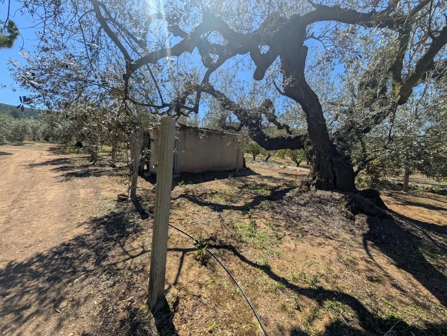 Grundstücke zum Verkauf in Ulldecona