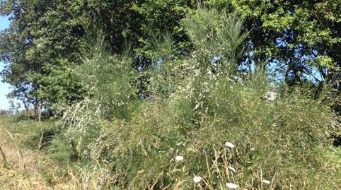 Foto 2 de Terreno en venta en Casco Histórico, Santiago de Compostela