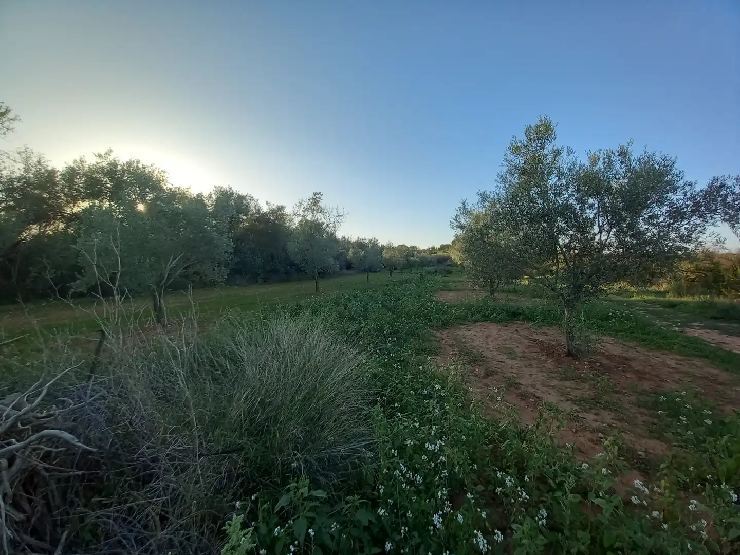Terreny rústic en venda a Càlig, imagen 2
