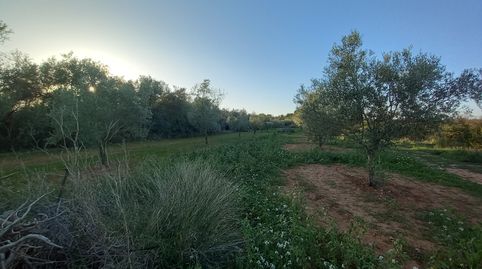 Finca Rústica de Regadío, immagine 2