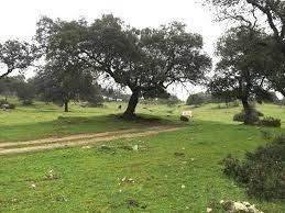 Terreno en Venta en Tamames en Tamames