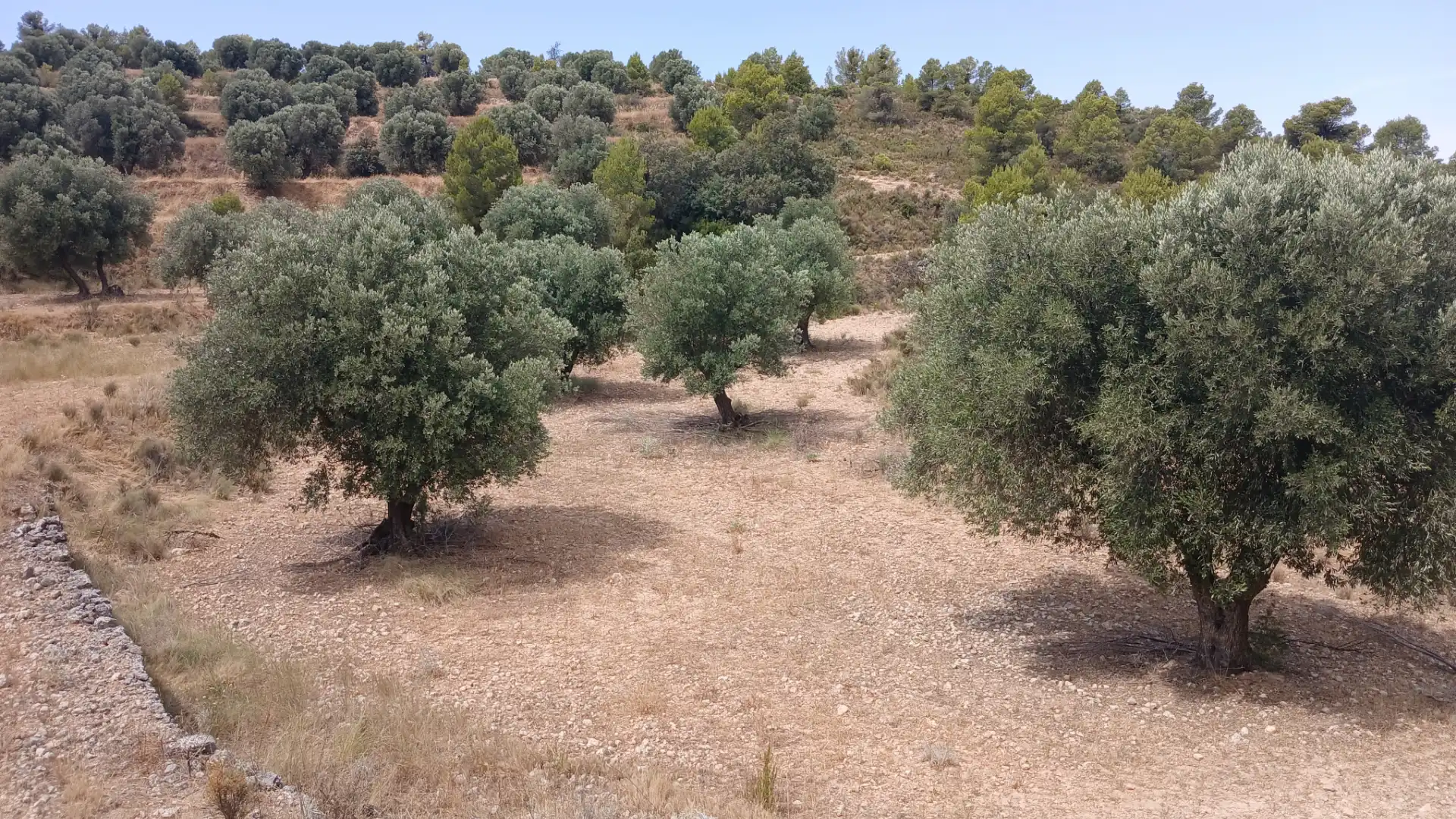 Terreno en venta en Torrevelilla, Teruel