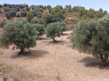 Terreno rustico in vendita a N/A
