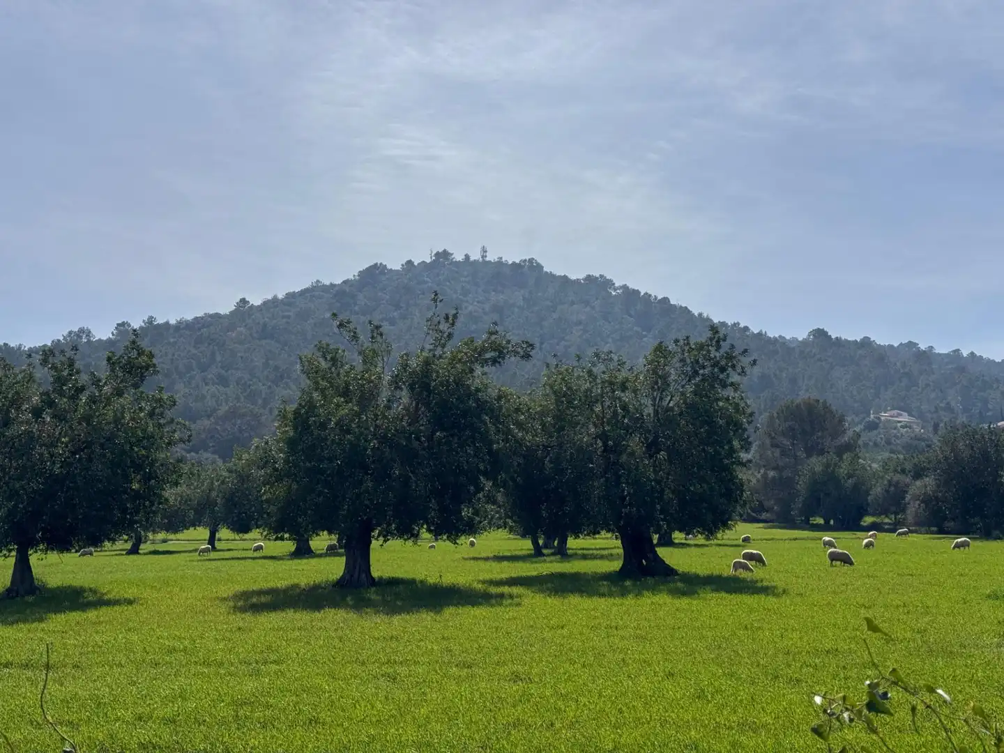 Terreno residenziale in vendita a Camino Selva, imagen 31
