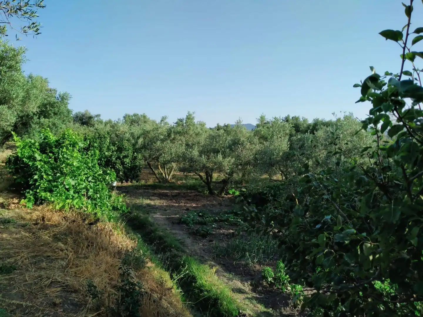 Lands and plots for sale in Nigüelas, imagen 10