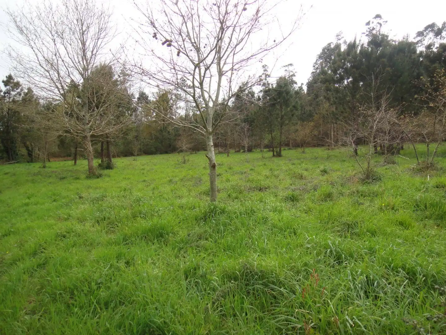 Lands and plots for sale in Brión, imagen 2