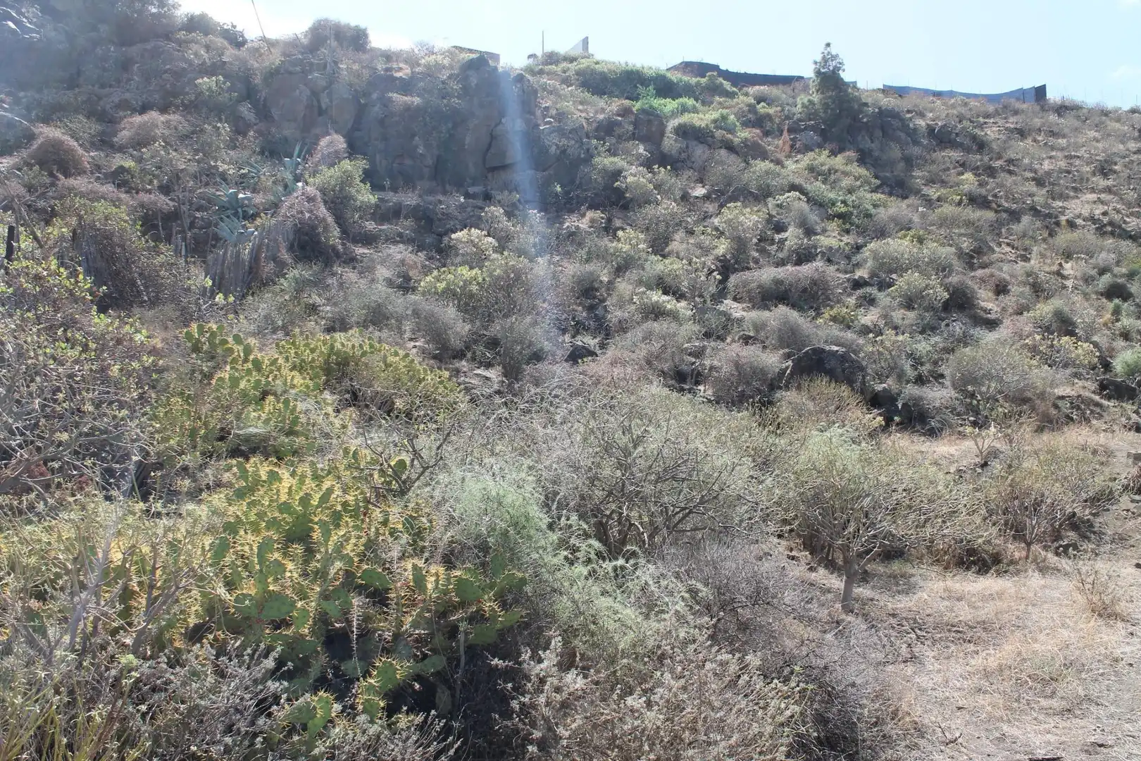 Rural land for sale in San Gregorio, imagen 7
