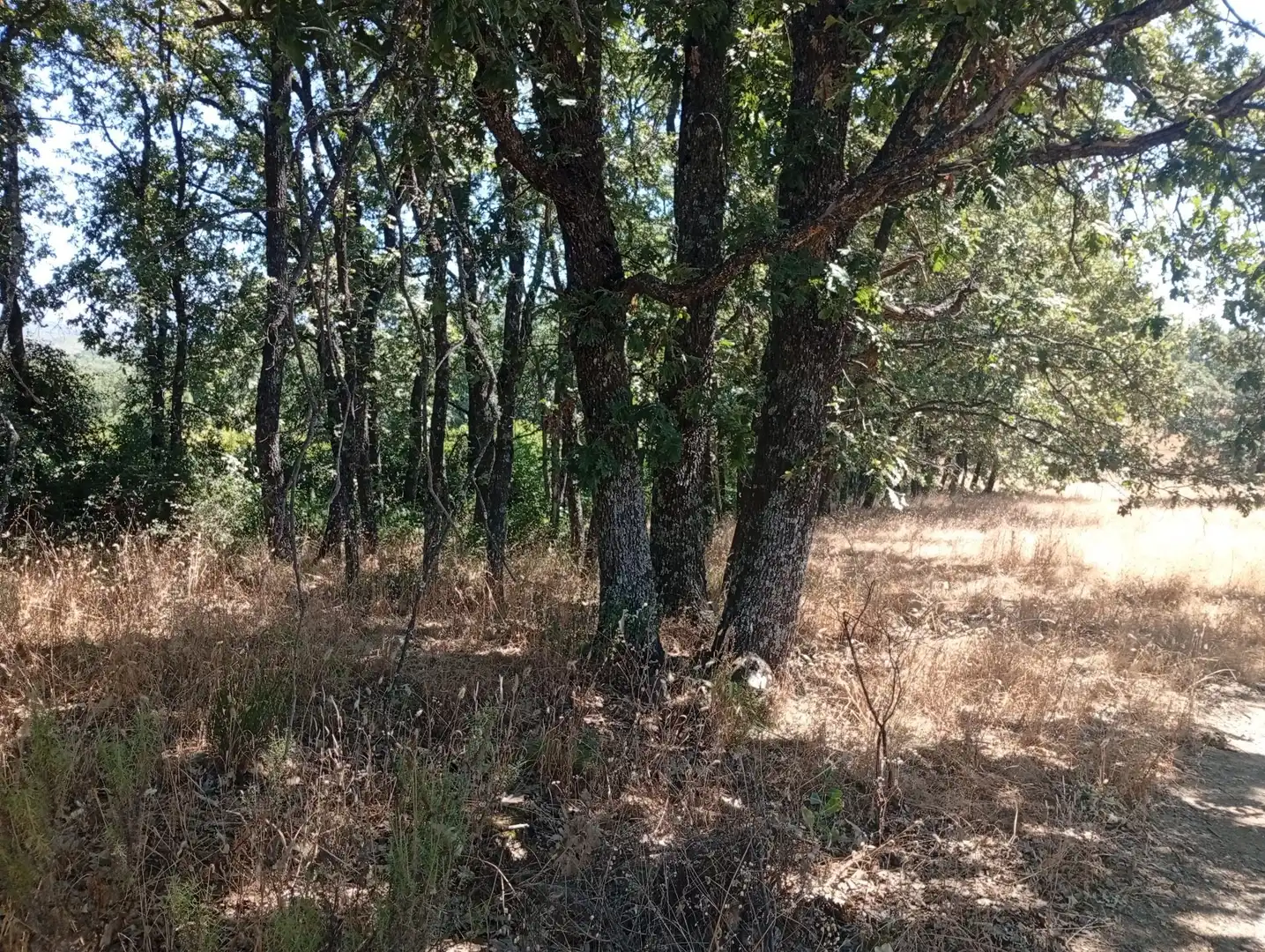 Terreni e lotti in vendita a Villanueva de la Vera, imagen 9