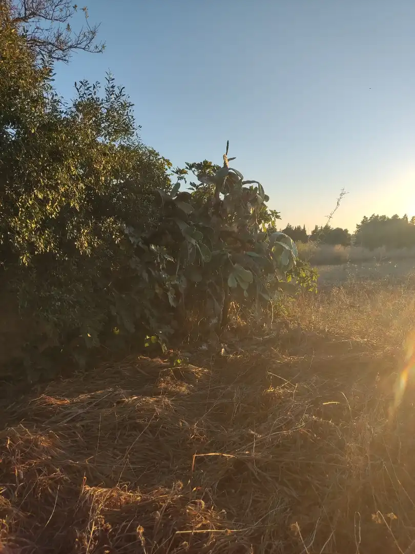Terreno en venta en Conil de la Frontera