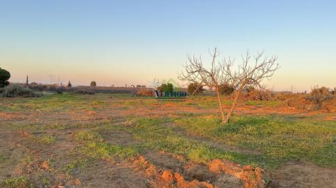 Foto 4 de Finca rústica en venda a Huerta de la Marquesa, 3, Oromana, Sevilla