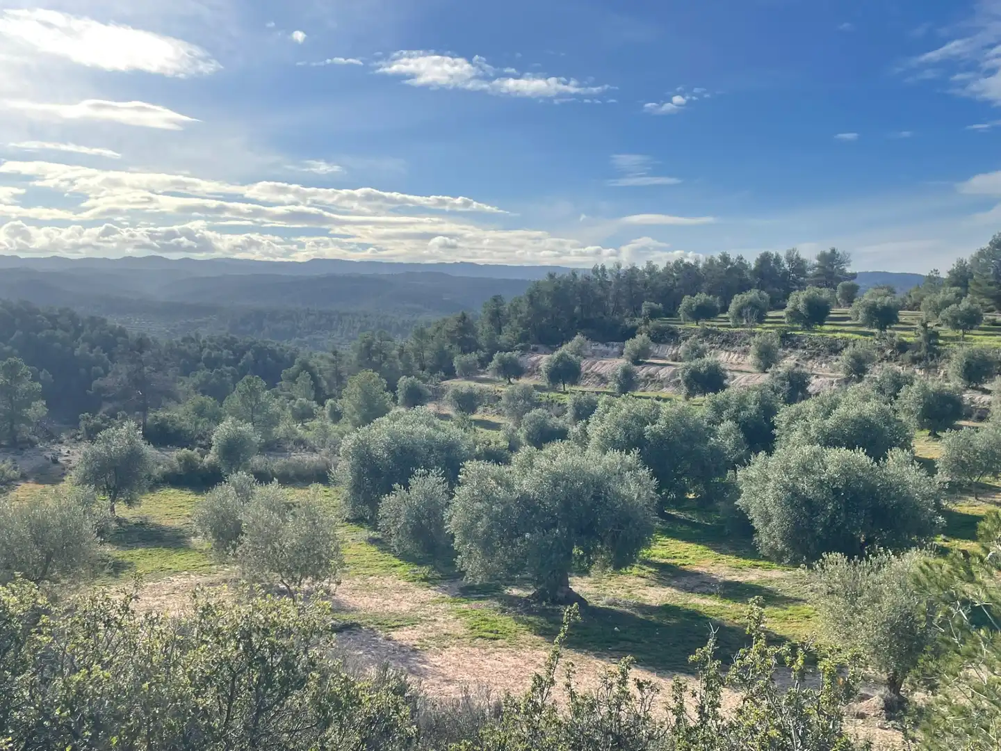 Rural land for sale in Cervià de Les Garrigues, imagen 19