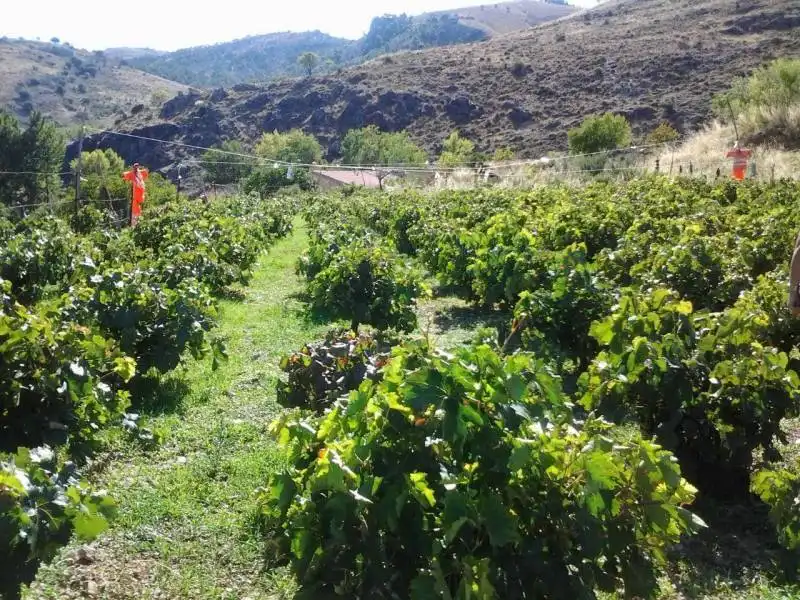 Casa rústica amb jardí en venda a Guadix, imagen 2