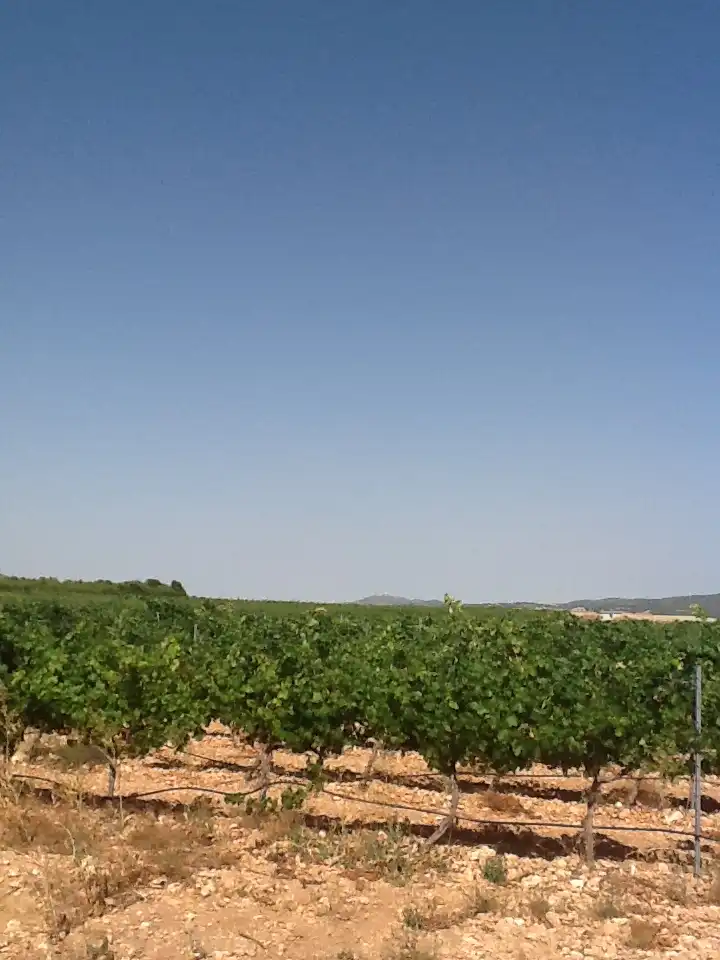 Terreno rustico in vendita a Pozohondo, imagen 3