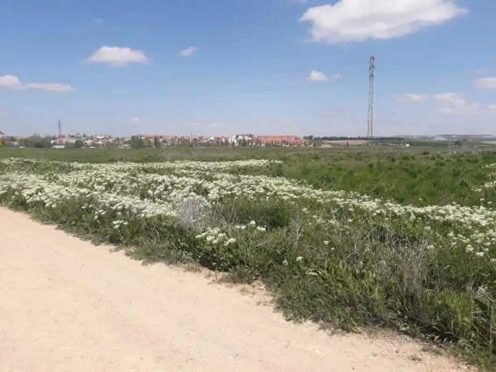 Terreno residencial en venta en Pajarillos Altos, imagen 10