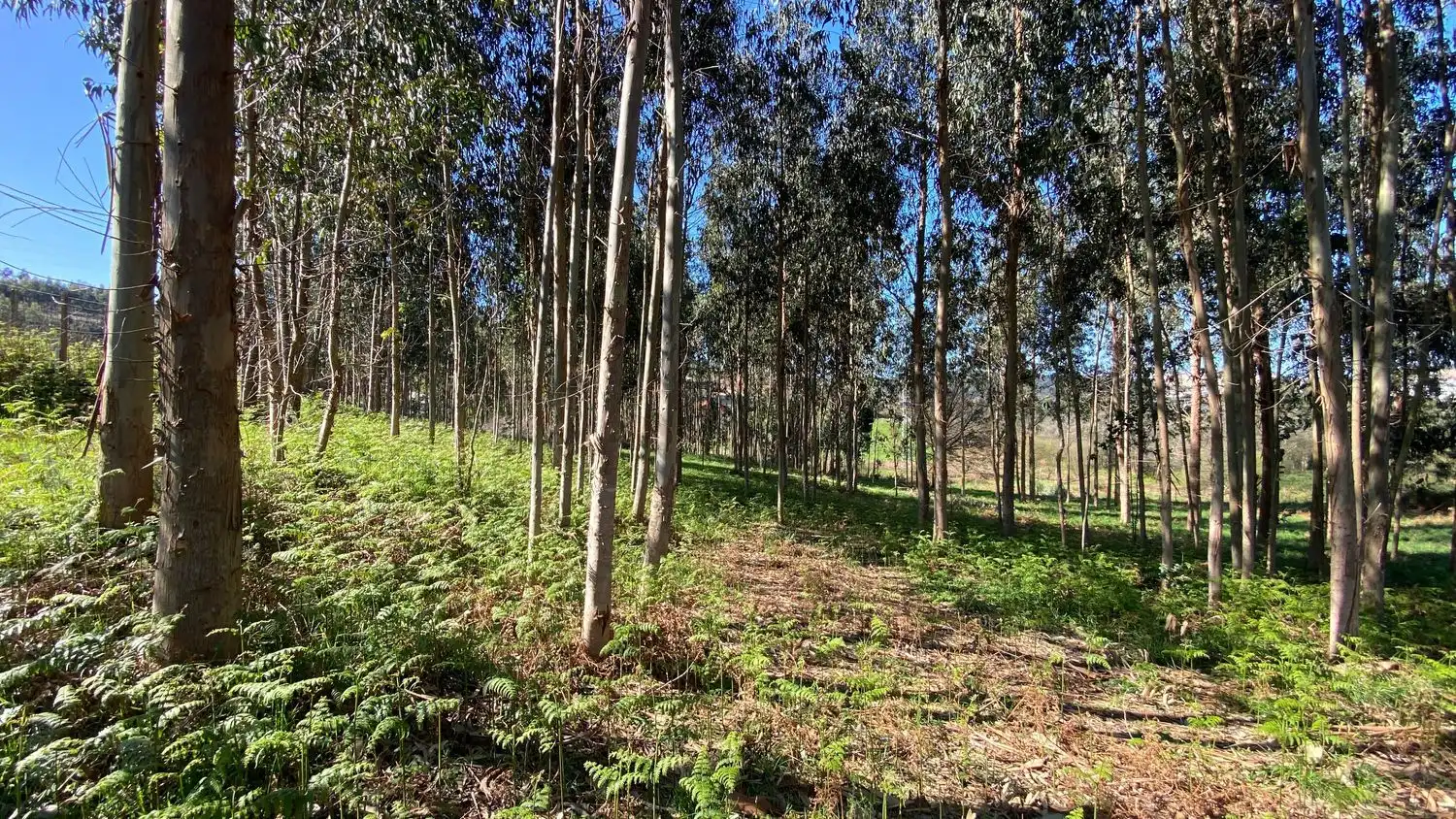 Terreni e lotti in vendita a Rúa Camiño dos Muiños 18, imagen 17