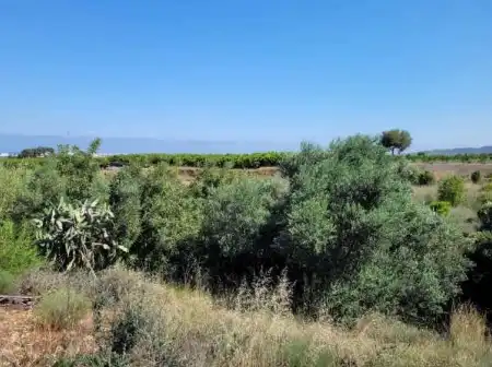 Rustikales Grundstück zum Verkauf in Partida de La Murta, imagen 9