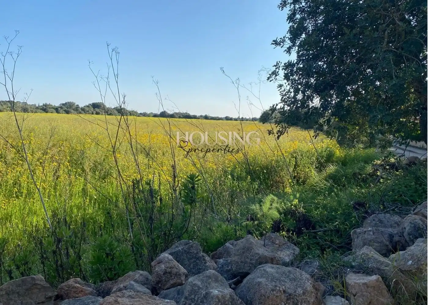 Terreny rústic en venda a Llucmajor pueblo, imagen 4