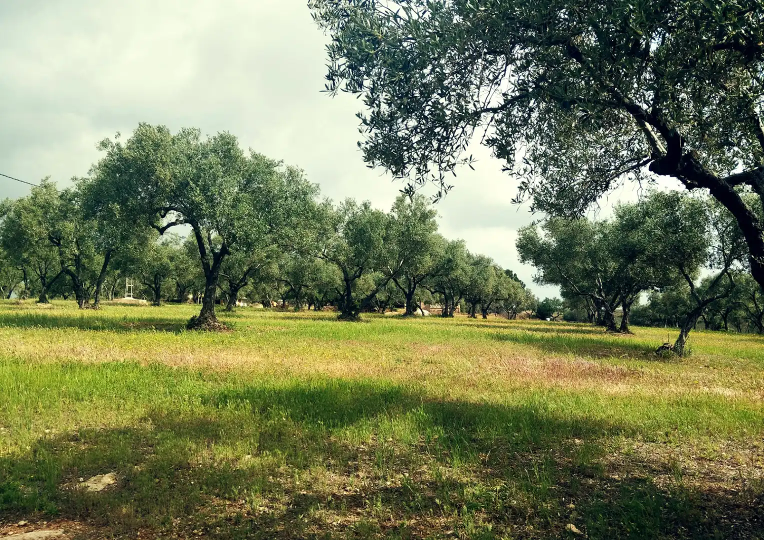 Finca rústica en venda en La Palma del Condado amb Jardí privat, Terrassa i Traster