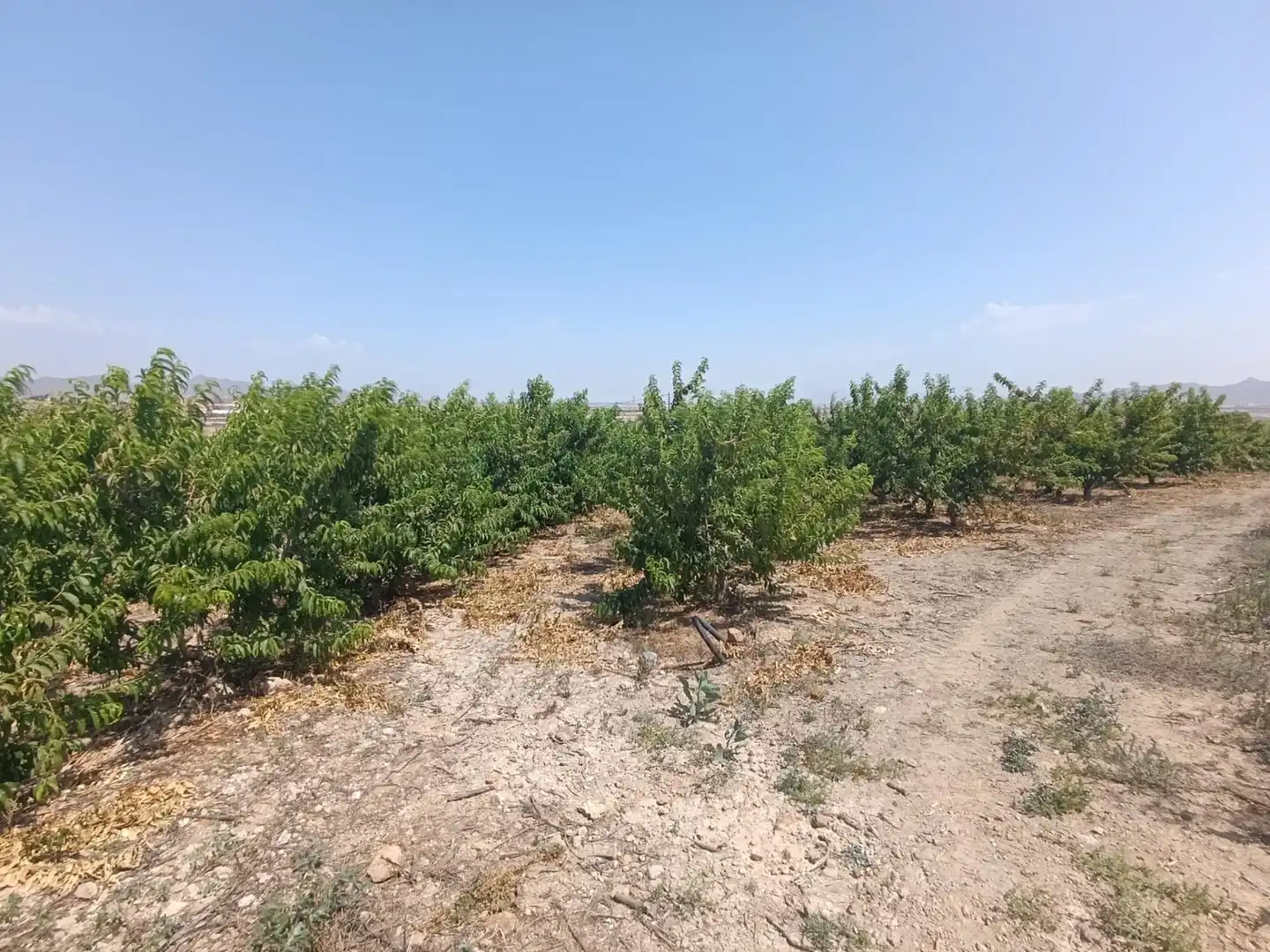 Land for sale in Mazarrón