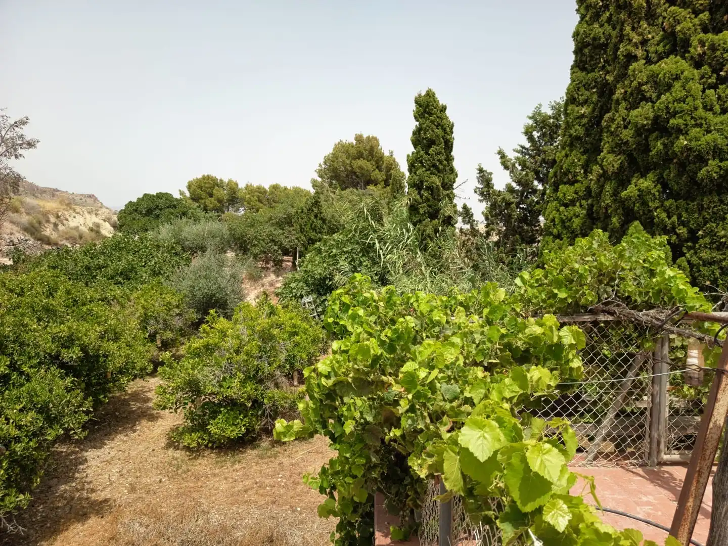 Jardí de Casa o xalet en venda en Alicante / Alacant amb Jardí privat, Terrassa i Piscina