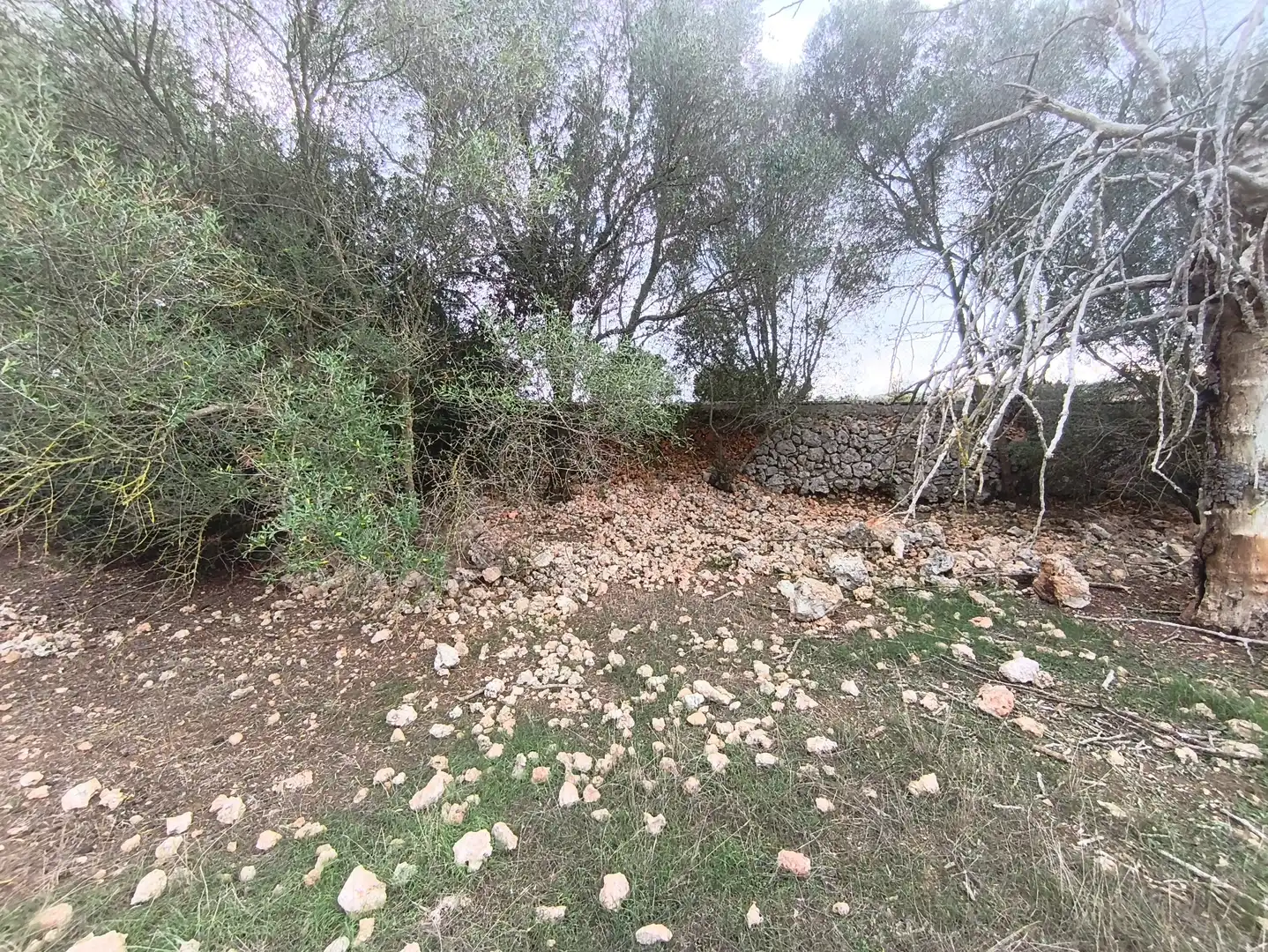 Rural land for sale in Ariany, imagen 8