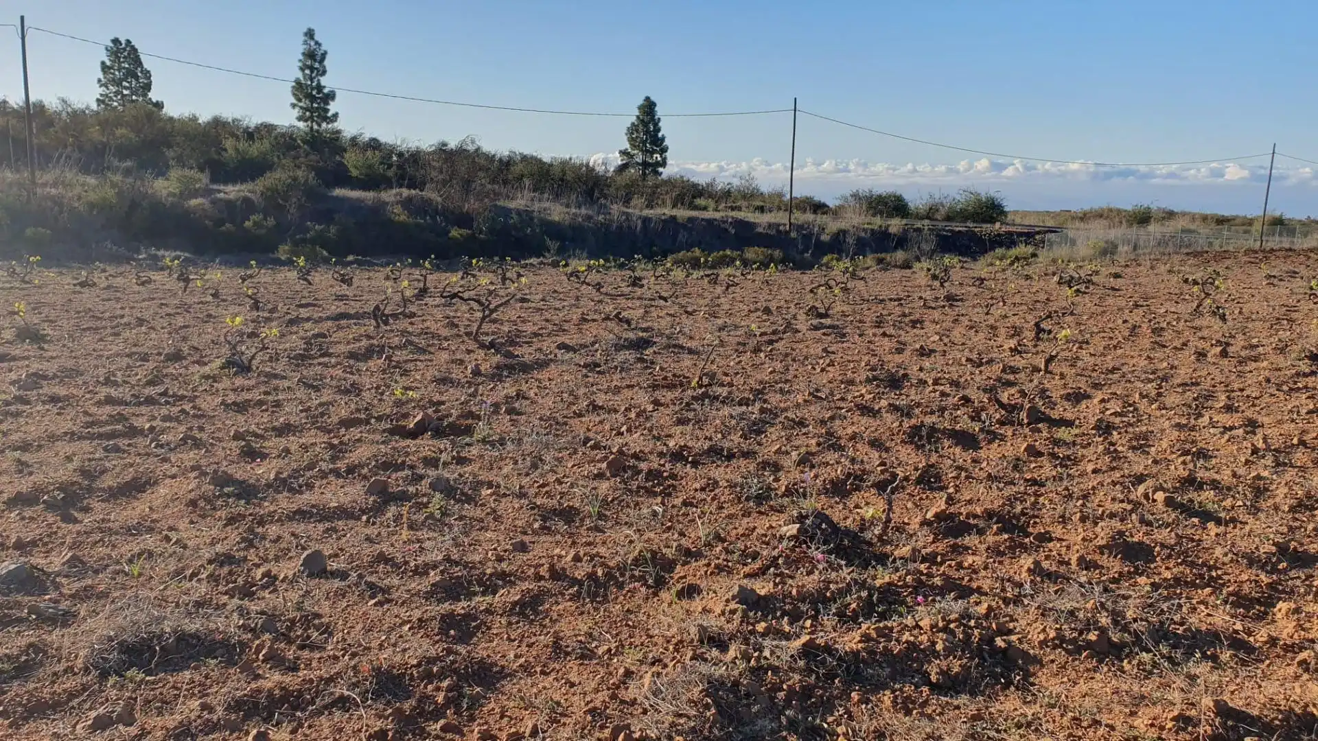 Terreno rústico en venta en Carretera General Vilaflor, imagen 4