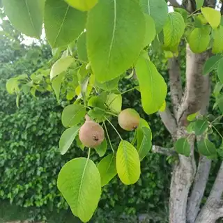 Jardín de Finca rústica en venta en Osera de Ebro con Calefacción, Terraza y Amueblado