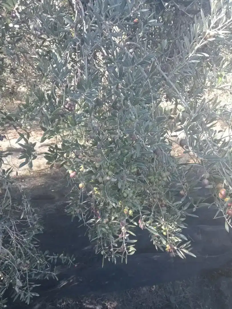 Jardí de Residencial en venda en Ohanes, Almería