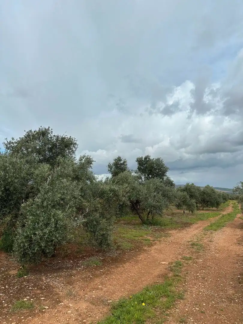 Terreni e lotti in vendita a Torreblascopedro, imagen 5