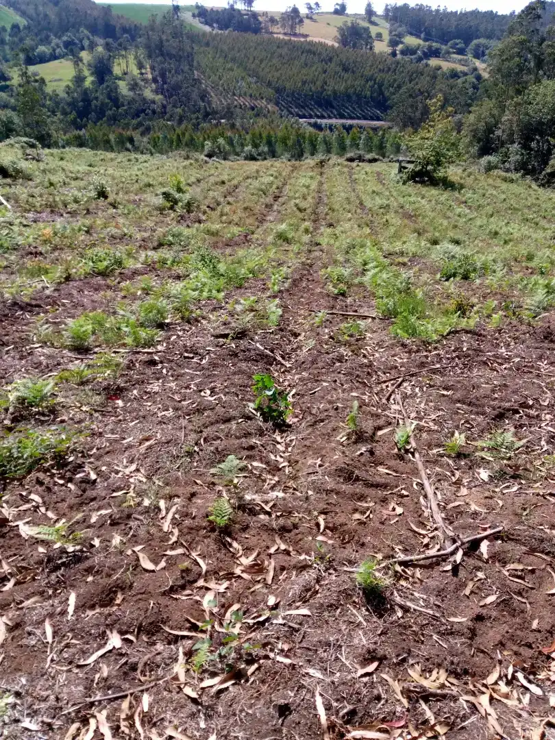 Finca rústica en venda en Cerceda