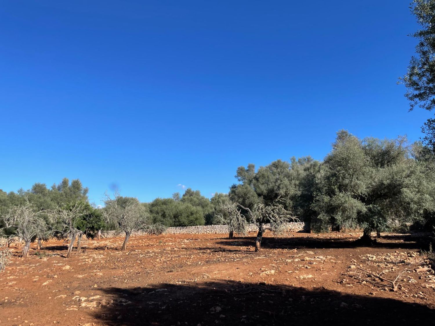 Industrial buildings for sale in Carrer de Sineu, 8, Sineu