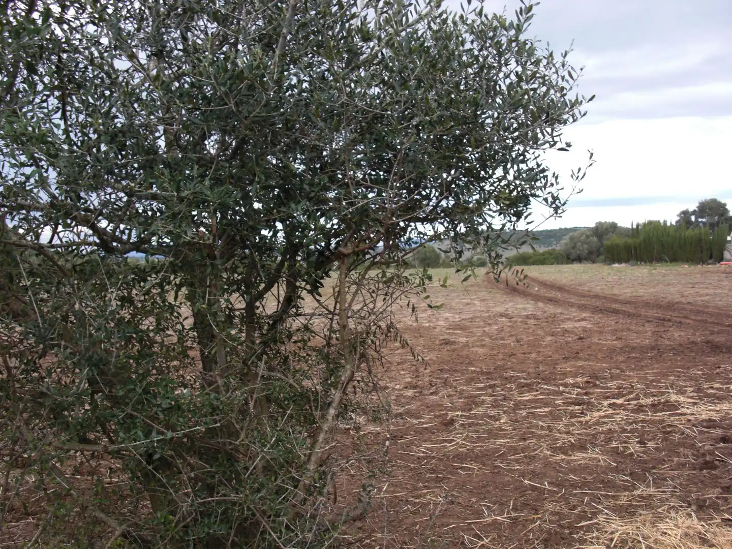 Finca rústica en venda en Vejer de la Frontera