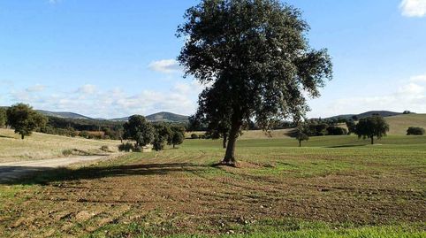 finca en venta labor secano en Ciudad Real, immagine 2