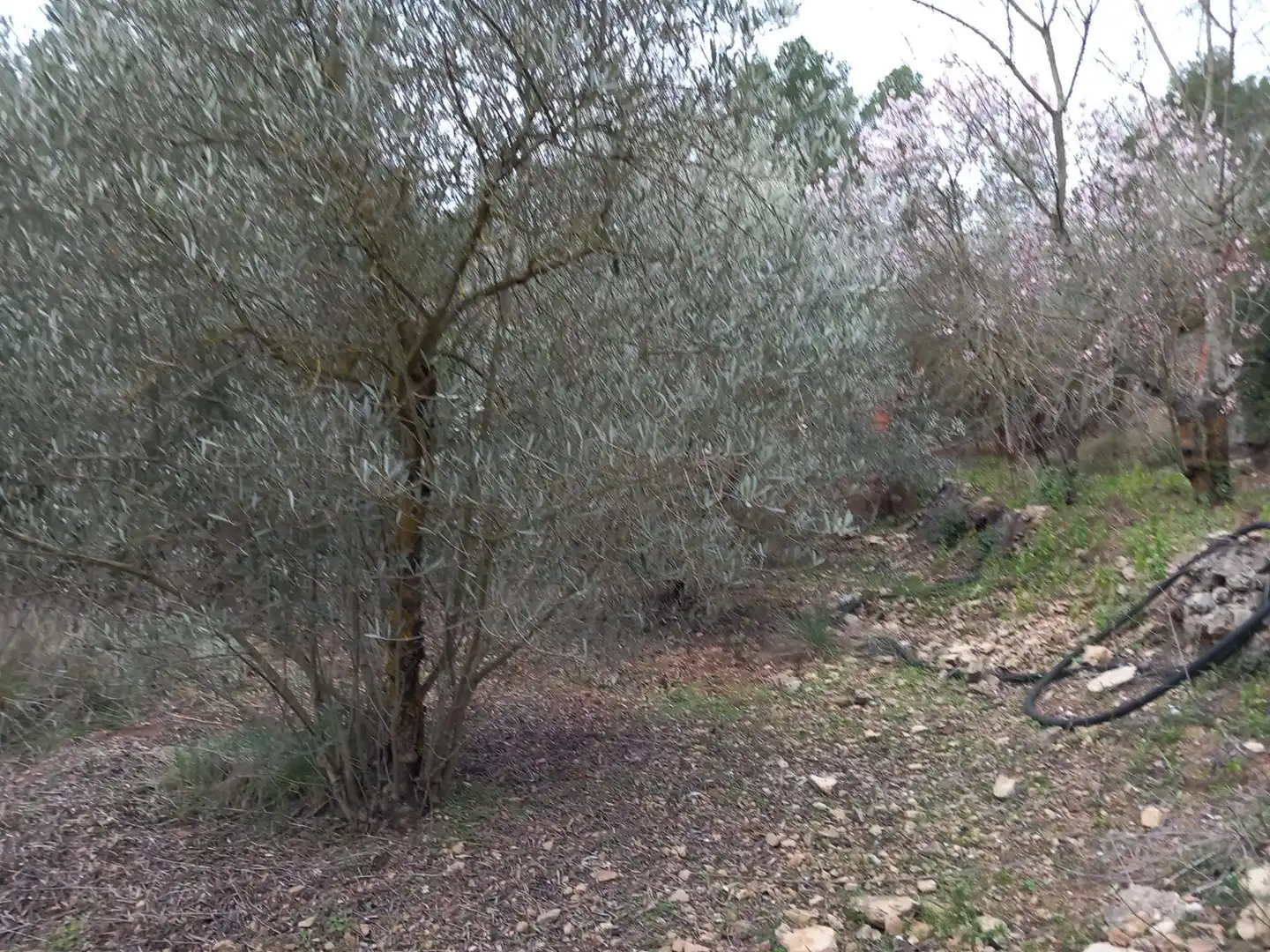 Residential land for sale in Torrelles de Foix, imagen 11