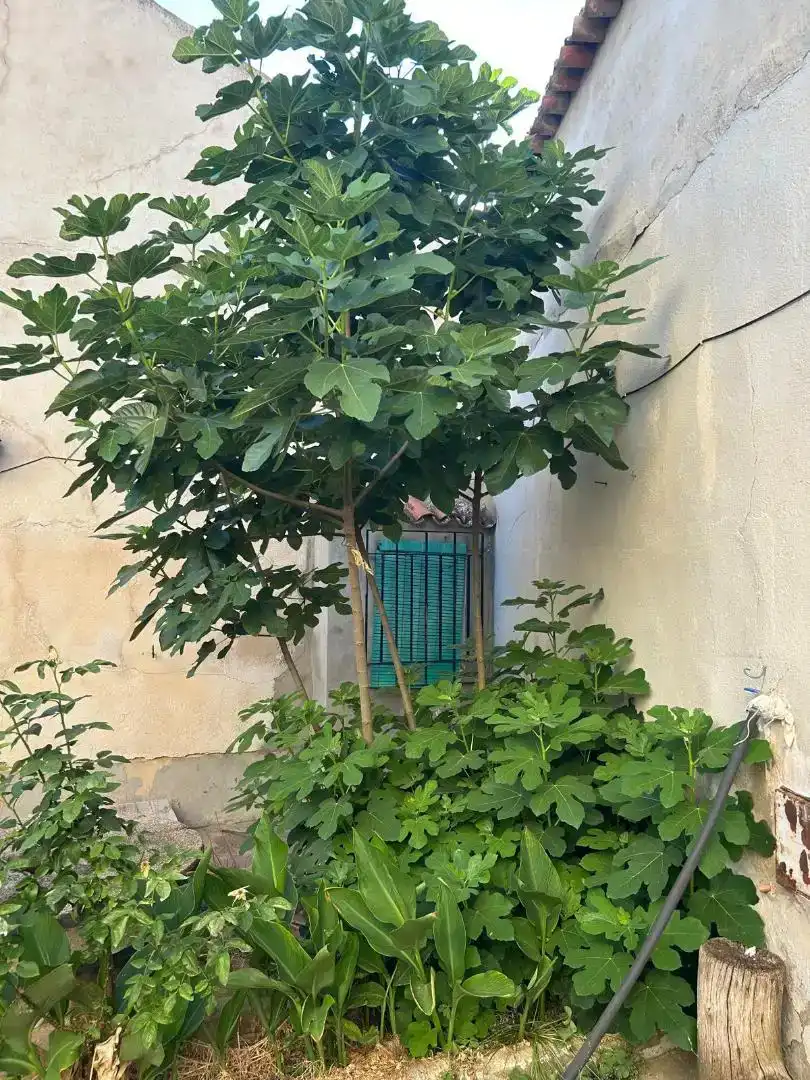 Terrassa de Finca rústica en venda en San Pedro