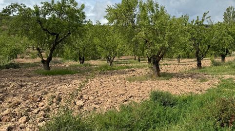 Finca con Almendros