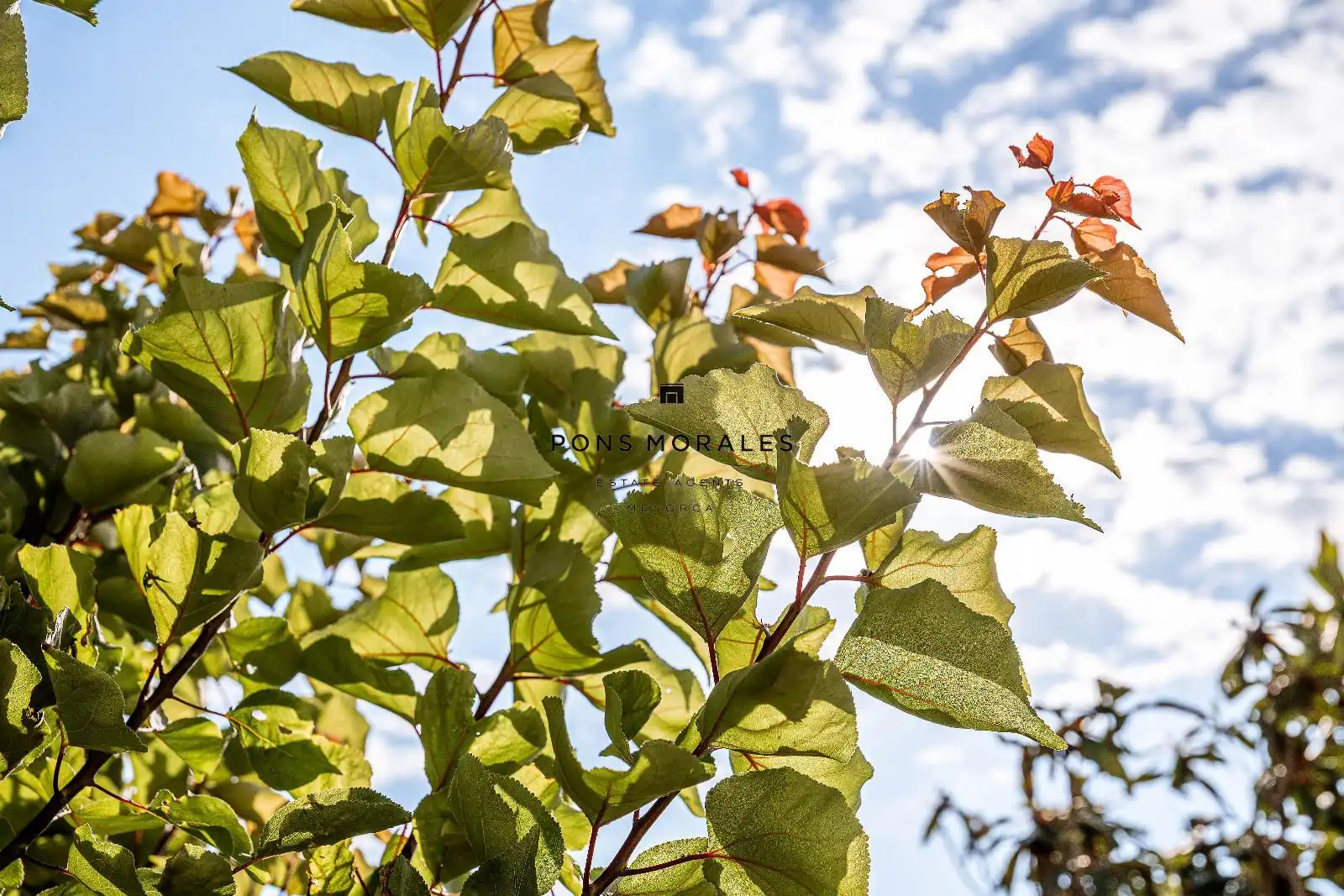 Jardí de Casa o xalet en venda en Ciutadella de Menorca amb Aire condicionat, Calefacció i Jardí privat