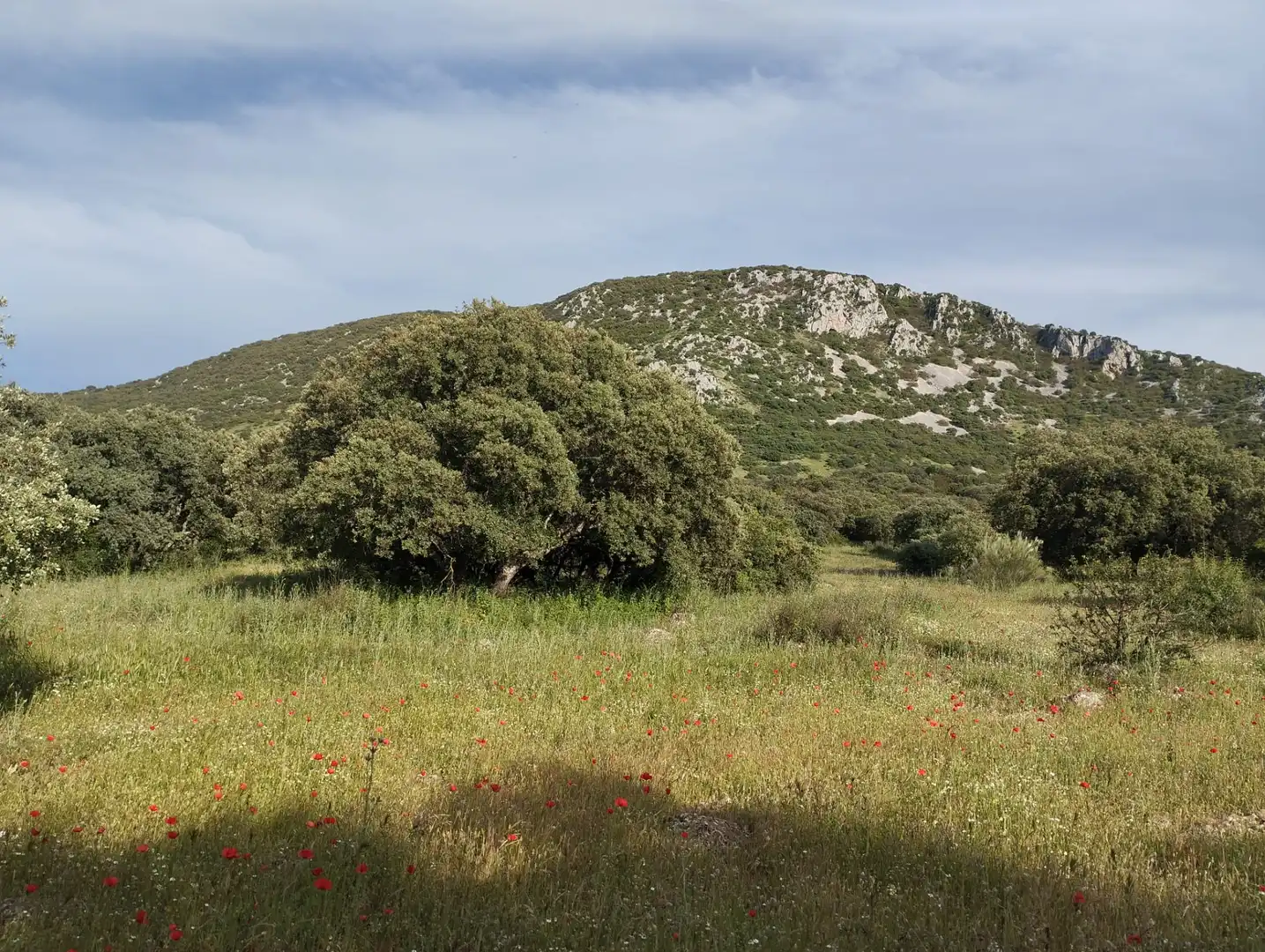 Terreno rustico in vendita a Calle Doña Mencía, imagen 18
