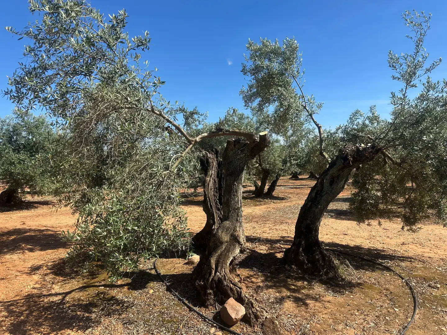 Garden of Land for sale in Villanueva de la Reina