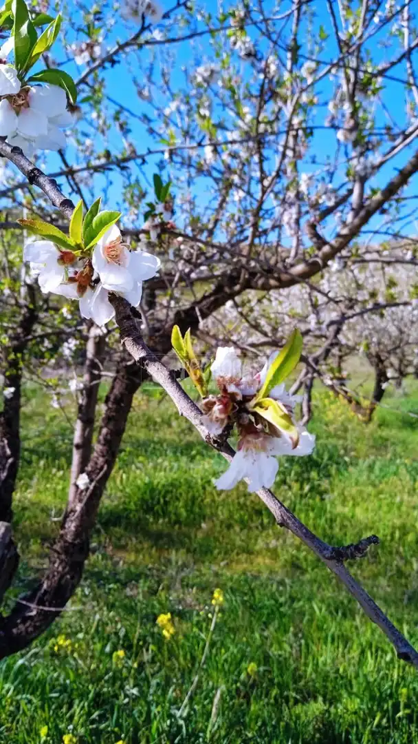 Jardí de Terreny en venda en Gójar